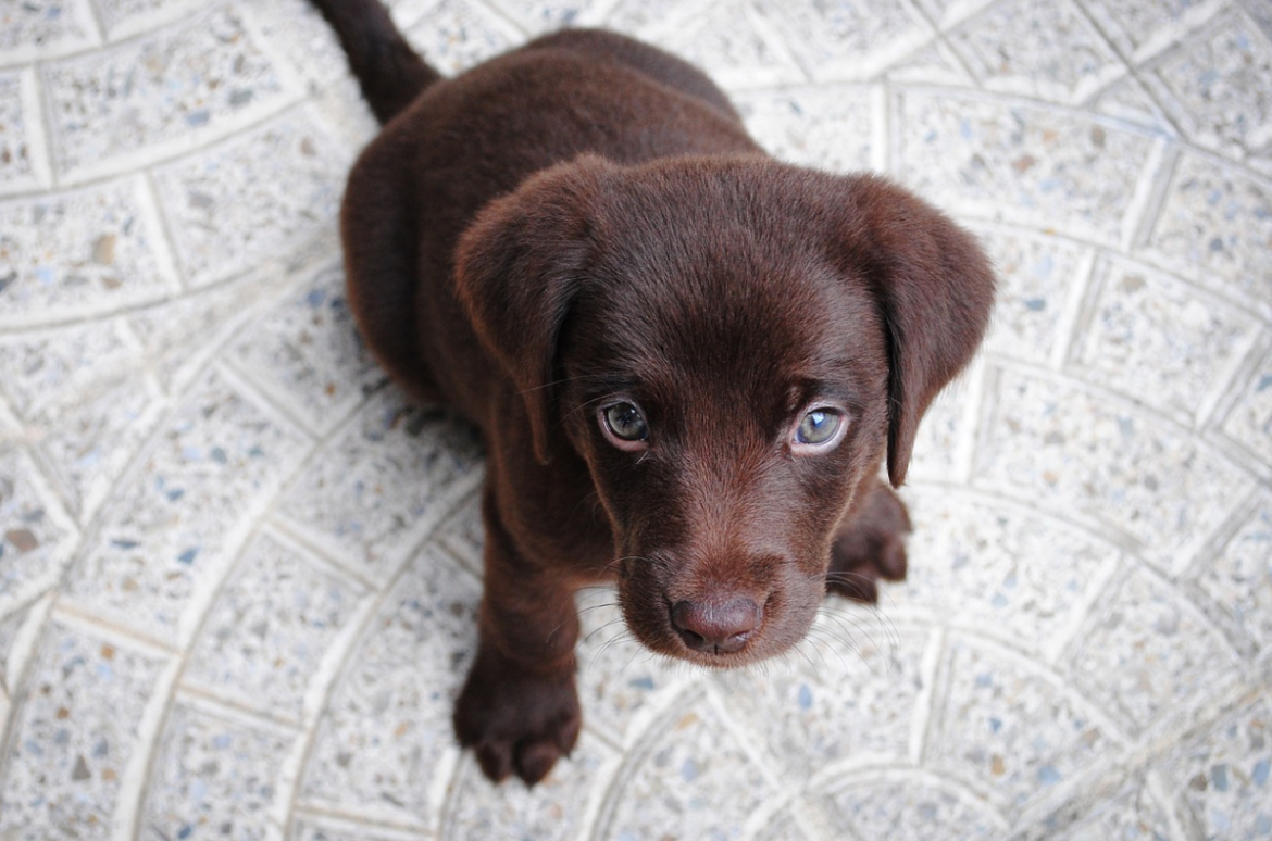 small dog