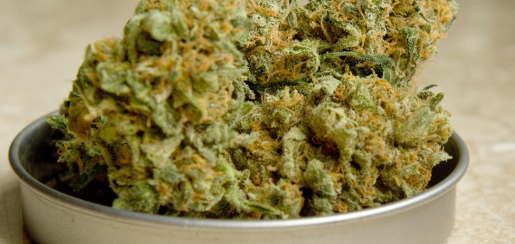 Cannabis